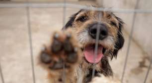 Atendimentos veterinários e feiras de adoção integram a programação da Causa Animal em setembro