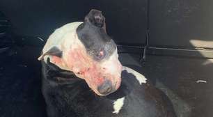 Homem morre após ataque de três cães pitbull na beira do litoral norte
