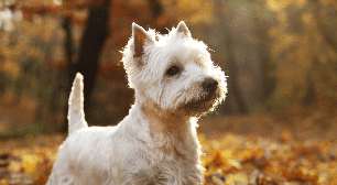 Pequenos, grandes e cheios de personalidade: conheça raças de cachorro que nasceram na Escócia