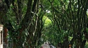 Parece cenário de filme, mas fica no Brasil: rua com 156 árvores forma túnel verde de 500 metros