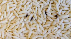 Comer alimentos com carunchos faz mal? Saiba como evitar a infestação dos insetos