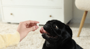 Parece inofensivo, mas pode fazer mal: 7 soluções caseiras perigosas para cães e gatos