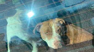 Cães que mataram homem no Litoral Norte fugiram do pátio derrubando portão