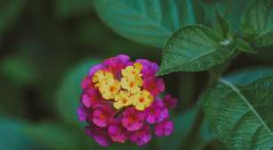 Ela cresce depressa, floresce com cores intensas e pode transformar até um jardim sem muito espaço