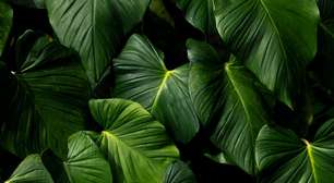 Plantas com folhas escuras: 5 espécies que deixam a decoração mais sofisticada