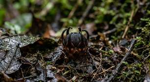 Cientistas descobrem na Tailândia nova espécie de planta chamada flor-do-diabo