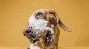 Seu cachorro lambe muito as patas? Comportamento pode indicar problema