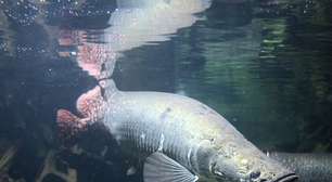 Pirarucu: o gigante amazônico que impressiona pelo tamanho e preocupa longe de seu habitat natural