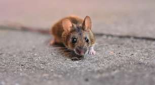 O que significa sonhar com rato? Descubra as possíveis interpretações