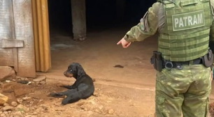 Cadela é resgatada em grave estado de saúde após denúncia de maus-tratos em Erval Seco