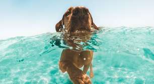 Medo de água? 3 lições de uma história real para ensinar seu cão a nadar no mar
