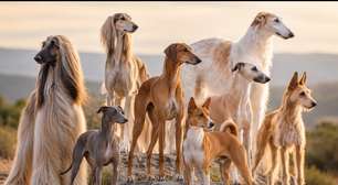 Magros por natureza: raças de cães que surpreendem pelo corpo esguio
