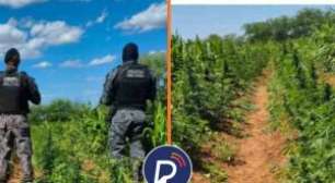 Operação localiza e erradica mais de 44 mil pés de maconha no Sertão de Pernambuco