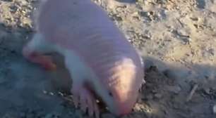 "Fada-rosa" reaparece na Argentina e chama atenção para o fascinante mundo dos tatus