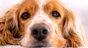 O luto silencioso entre os pets: como os animais da casa reagem à perda de um companheiro