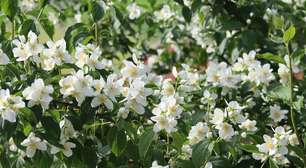 Jardim perfumado: 5 plantas diferentes que podem despertar memórias pelos aromas