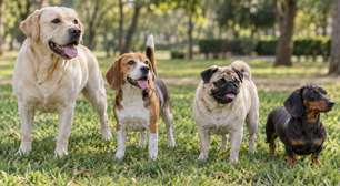Apetite de sobra: raças de cães que apresentam maior tendência a engordar