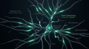 Nova descoberta de cientistas muda compreensão sobre neurônios
