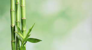 Bambu pode ser um superalimento
