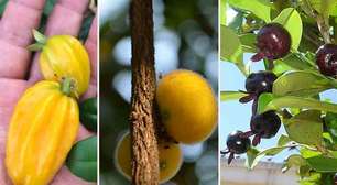 Cheirosas, suculentas e brasileiras: conheça frutas típicas da Mata Atlântica