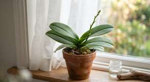 O truque de setembro para fazer a orquídea voltar a florescer: mover a Phalaenopsis para um local mais fresco pode estimular uma nova haste floral