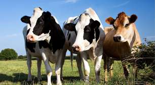 Por que as vacas são animais sagrados na Índia?