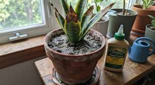O erro com plantas de interior em setembro que pode enfraquecer raízes e folhas: insistir no adubo mesmo quando o crescimento desacelera