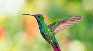 Sabia que o beija-flor consegue ficar parado no ar? Veja outras curiosidades sobre a ave