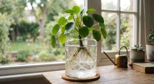 Hidroponia para iniciantes: como cultivar hortaliças e flores sem usar terra