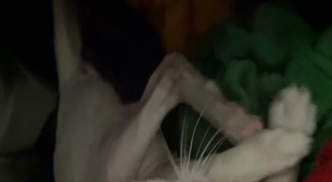 Mulher lava gato na máquina de lavar sem querer e vídeo bate 33 milhões de visualizações