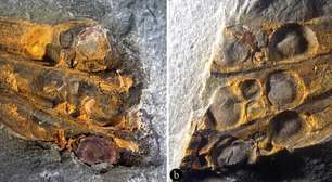 Fóssil de 295 milhões de anos encontrado na China aponta que as flores podem ter surgido antes dos dinossauros