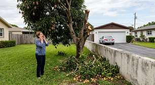 Após plantar uma mangueira a menos de dois metros do muro, mulher passa oito anos recolhendo folhas e frutas no próprio quintal, até o vizinho cortar os galhos que avançavam sobre a garagem e ela encontrar metade da copa no chão ao voltar do trabalho