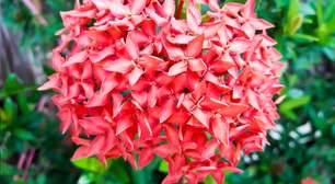 Como acertar no cultivo da ixora e garantir flores vibrantes no jardim