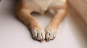 Por que os cães lambem as patas? Descubra as causas e como ajudar