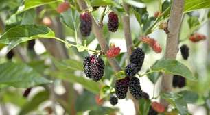 7 árvores frutíferas que pegam facilmente no jardim ou quintal de casa