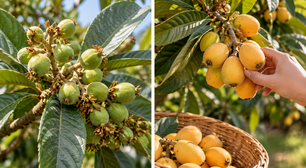A nêspera começa a formar frutos ainda pequenos: este cuidado faz diferença nessa fase