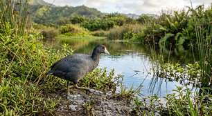 Em 1902, o Havaí plantou mangue-vermelho para conter a erosão; 124 anos depois, a espécie invasora entope cursos d'água e degrada o habitat de aves aquáticas ameaçadas