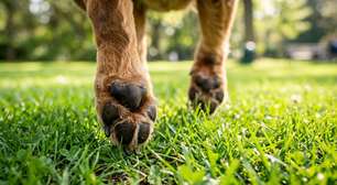 Encoste a mão no chão por 5 segundos antes de passear com o cachorro: na Nova Zelândia, esse teste simples é recomendado para descobrir se asfalto e areia estão quentes demais e podem queimar as patas do animal
