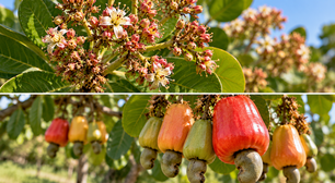 O cajueiro pode produzir flores sem formar castanhas; este detalhe ajuda a entender o fenômeno