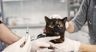 Porto Alegre oferece vacinação gratuita para cães e gatos na Lomba do Pinheiro