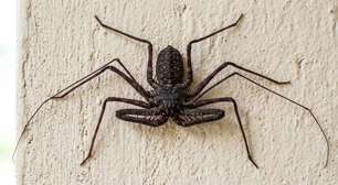 Parece uma mistura de aranha com escorpião e anda pelas paredes à noite, mas sua aparência conta uma história bem diferente do perigo real
