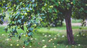 Frutas direto do quintal: 5 árvores frutíferas com cultivo fácil para ter no quintal