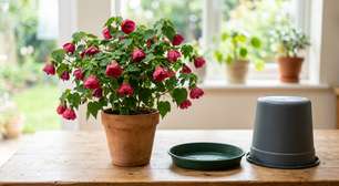 Olhe embaixo dos vasos a cada 2 dias: em Singapura, a prevenção contra a dengue inclui esvaziar e esfregar os pratinhos das plantas, virar baldes para baixo e trocar frequentemente a água de vasos com flores