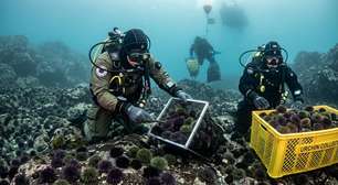Voluntários retiraram 100.000 ouriços-do-mar na Noruega e conseguiram restaurar as florestas de algas