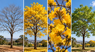 O ipê pode parecer completamente seco antes de produzir uma das floradas mais marcantes do quintal