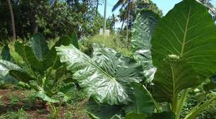 Folhas gigantes: plantas impressionantes que parecem desafiar a natureza