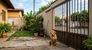 Moradora percebeu que o cachorro do vizinho aparecia sozinho diante de sua porta todas as noites, mas só resolveu segui-lo quando ele começou a voltar cada vez mais cedo