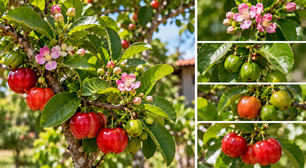 A aceroleira pode produzir várias floradas no mesmo período e cada uma delas segue um ritmo diferente