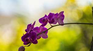 Mais da metade das orquídeas pode estar ameaçada de extinção