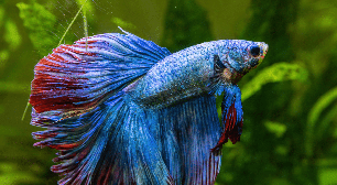 Da escolha do aquário à alimentação: 7 dicas para cuidar de peixe betta